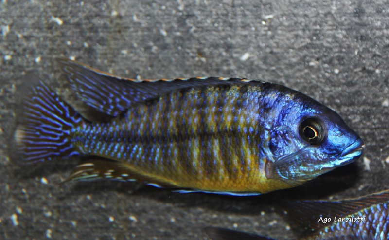 Protomelas sp. 'steveni imperial' Likoma Island